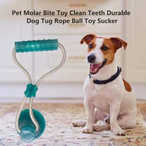 Suction Cup Interactive Molar Dog Toy - PetCareSunday