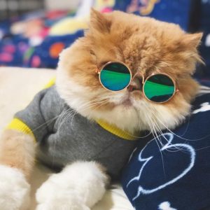 Pet Eye-wear Sunglasses - PetCareSunday