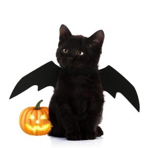 Halloween Bat Wing Cat Costume - PetCareSunday