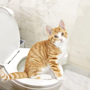 Pet Toilet Training Kit - PetCareSunday